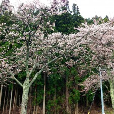 sakura